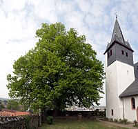 Linde im Hof der Bergkirche (Tilia cordata)