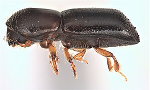 Vue latérale d'une femelle X. glabratus. Longueur 2,4 mm.