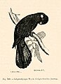 Gelbohr-Rabenkakadu (Zanda funerea) illustriert von Bevalet in Encyclopédie d'histoire naturelle