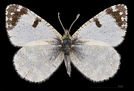 Euchloe tagis bellezina ♂