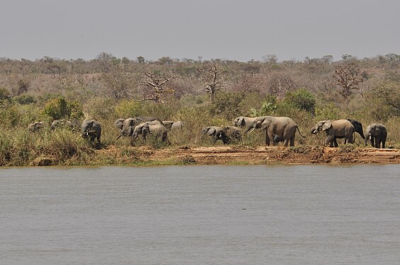 Éléphants d'Afrique sur la rive du fleuve Niger (W Niger). Photograph: MAHAMADOU ALPHA ISSIFOU Omar