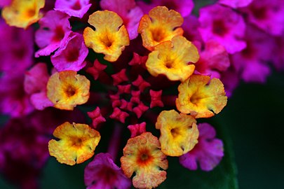 Yellowish flowers are newly opened; magenta flowers are older and have been triggered by pollination to produce more anthocyanins