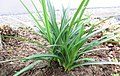 Listy Lycoris radiata