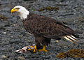 Burung Helang Botak dewasa di Pulau Kodiak, Alaska pada Julai 2010.