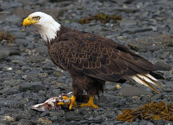 Bald Eagle Behavior