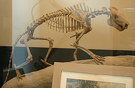 Скелет'A. antiquus