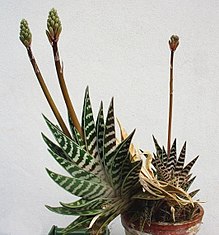 Gonialoe variegata in cultivation.