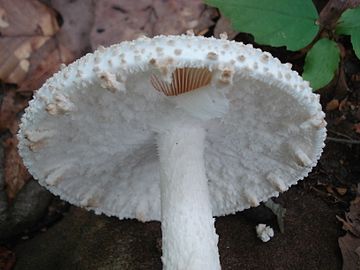 Amanita atkinsoniana 100686.jpg