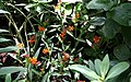 [02] ❀ Asclepias curassavica Anartia amathea erledigtErledigt