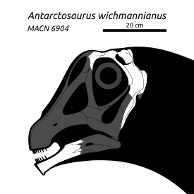 Диаграмма возможного строения черепа Antarctosaurus wichmannianus. Белым отмечены кости, проиллюстрированные фоном Хюне в 1929 году, серым — реконструированные. Отнесение нижней челюсти и черепной коробки к той же особи или даже к тому же роду, что и остальные кости, не подтверждено однозначно.