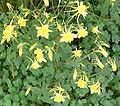 Aquilegia chrysantha