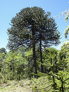 Чилийска араукария (A. araucana)