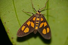 Arctiid Moth (Amata tetragonaria) (22745806713).jpg