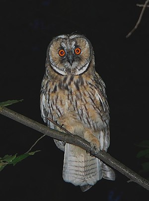 young Long-eared owl (Asio otus), surroundings...