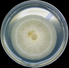 A. nidulans inoculated on a complete fungal medium.