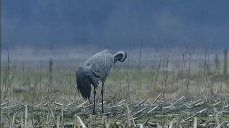 File:Baltsende en parende kraanvogels-Stichting Natuurbeelden-170687.webm