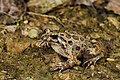 Image 11 Spanish painted frog Photograph: Benny Trapp The Spanish painted frog (Discoglossus jeanneae) is a species of frog in the family Alytidae. Endemic to Spain, it mostly lives in open areas, pine groves and shrublands. It feeds mostly on insects and worms. More selected pictures