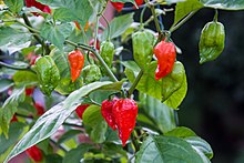 Bhut-Jolokia-pc.jpg