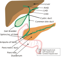 200px-Biliary_system_new.svg.png