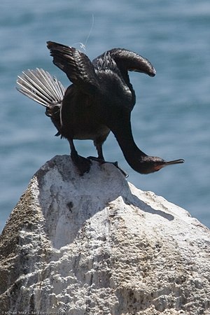 English: Pelagic Cormorant Phalacrocorax pelag...