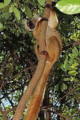 Female black lemur at Lokobe Strict Reserve, Nosy Be