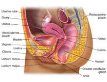 Human female reproductive structures. Blausen 0400 FemaleReproSystem 02b.png