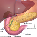 Bauchspeicheldrüse und angrenzende Organe