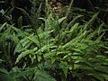 Ekstur blóðkampur (Blechnum spicant)