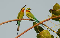 Blue tailed bee eater - Merops philippinus couples - Mavoor.jpg