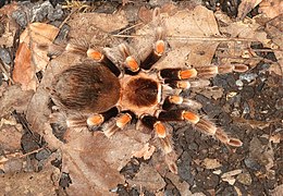 Тарантул мексиканський Brachypelma smithi