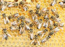 A honeycomb is a natural tessellated structure. Buckfast bee.jpg