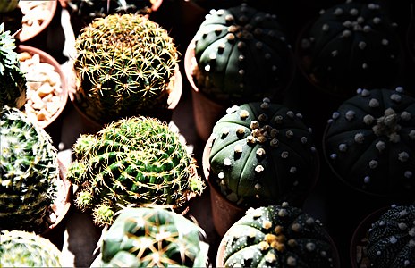 กระบองเพชร Cactaceae in Thailand