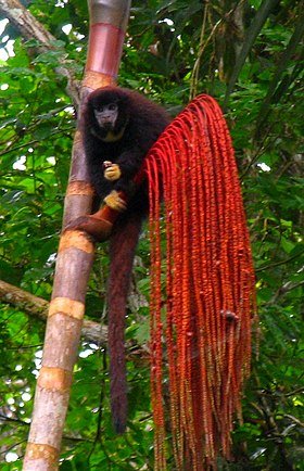 Cheracebus lucifer ou Callicebus lucifer