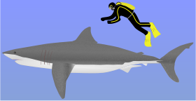 حجم الإنسان مقارنة بحجم القرش الأبيض الكبير