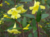 Carolina  jessamine