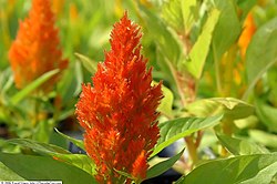 Celosia argentea var. plumosa 'Castle Orange'