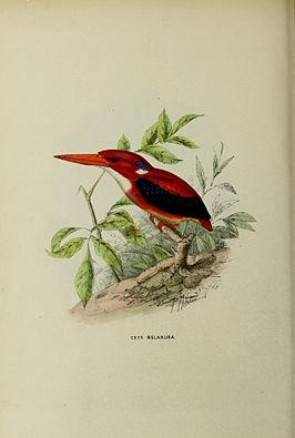 Filipijnse dwergijsvogel