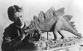 Чарльз Найт делает реконструкцию стегозавра (1899)