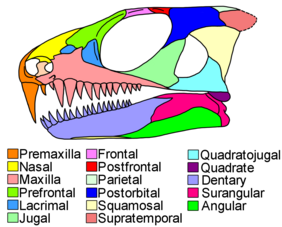 A skull diagram of Colobomycter pholeter, a probable acleistorhinid from the Early Permian. Unlike most parareptiles, this species lacks tabular bones and has a heterodont dentition with large caniform teeth. Colobomycter skull diagram.png