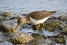 Flussuferläufer (Actitis hypoleucos)