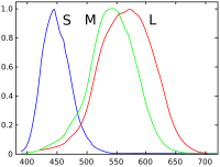 functions des cônes