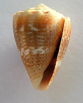 Conus miliaris