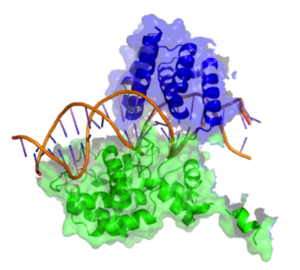 Cartoon model of Cre Recombinase bound to its substrate (DNA). A side view