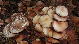 Kantopiennarsieni (Cyclocybe cylindracea)