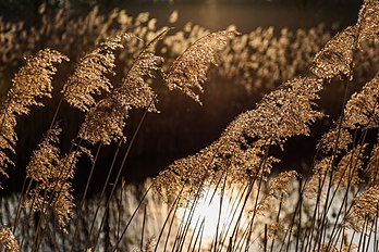 Espigas de caniço (Phragmites australis) nas margens do riacho Heubach em Hausdülmen, Dülmen, Renânia do Norte-Vestfália, Alemanha (definição 6 556 × 4 371)