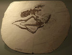 Spesimen Dalinghosaurus longidigitus.