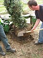 Der mit Wurzelballen aus dem Erdreich geschnittene Baum wird von der Maschine ausgehoben, der Ballen mit dem Spaten nachbearbeitet