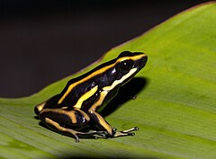 Description de l'image Dendrobates truncatus02.jpg.