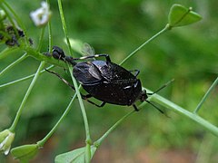 Deraeocoris scutellaris