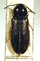 Eanus costalis